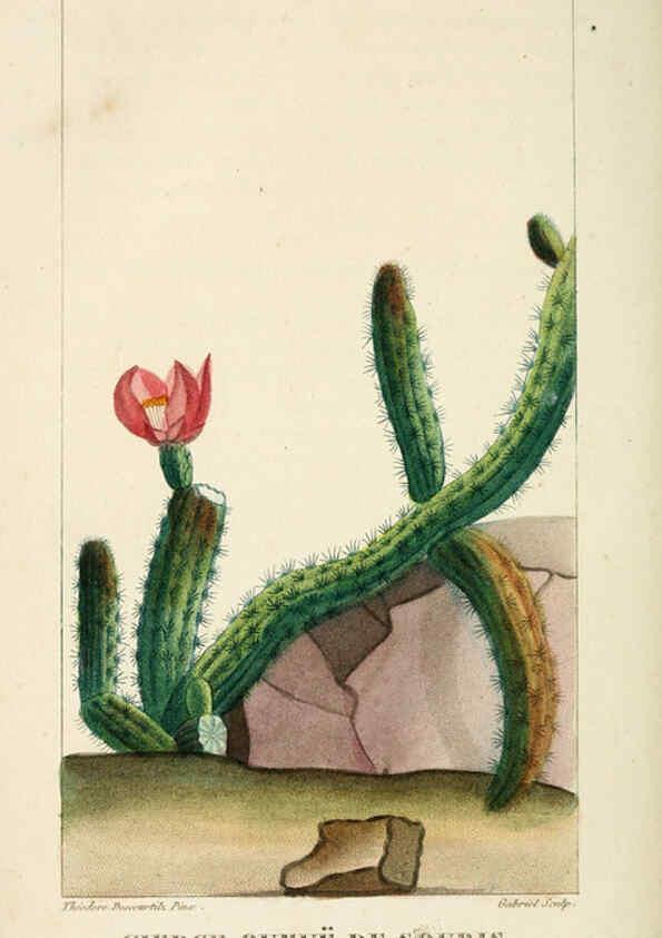 Reproducción/Reproduction 6005404830: Flore pittoresque et médicale des Antilles v.1 Paris Pichard,1821-1829