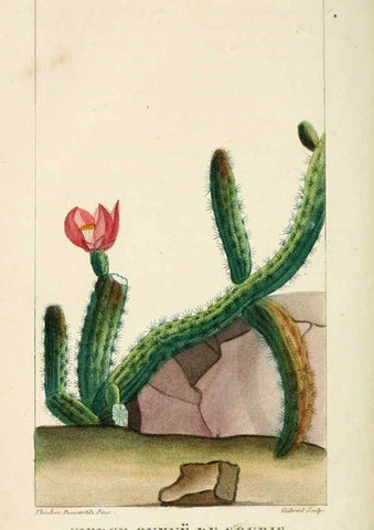 Reproducción/Reproduction 6005404830: Flore pittoresque et médicale des Antilles v.1 Paris Pichard,1821-1829