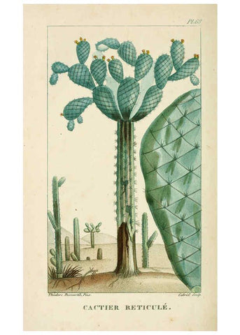 Reproducción/Reproduction 6004859803: Flore pittoresque et médicale des Antilles v.1 Paris Pichard,1821-1829