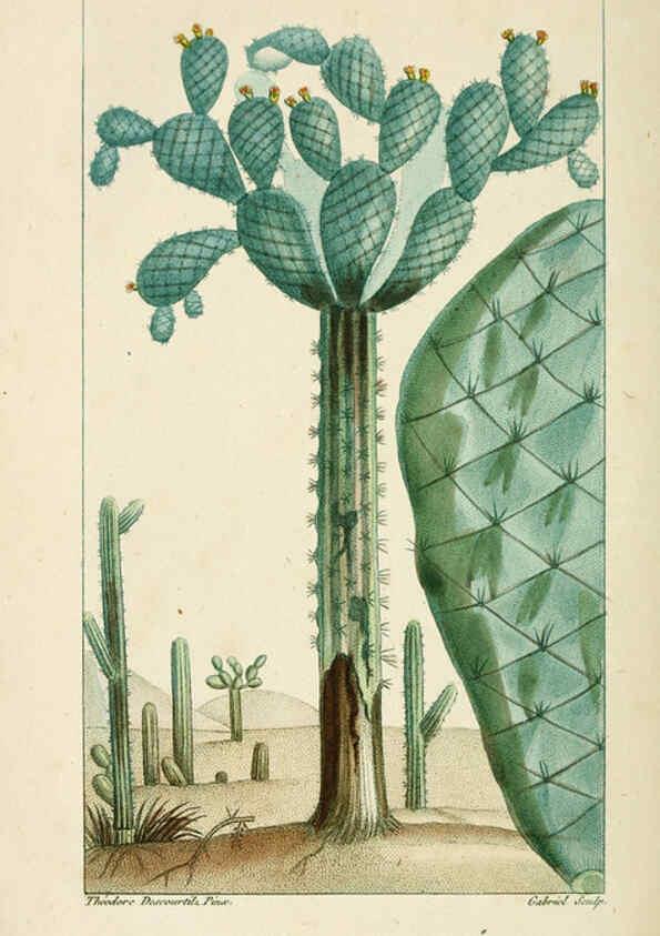 Reproducción/Reproduction 6004859803: Flore pittoresque et médicale des Antilles v.1 Paris Pichard,1821-1829