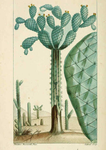 Reproducción/Reproduction 6004859803: Flore pittoresque et médicale des Antilles v.1 Paris Pichard,1821-1829