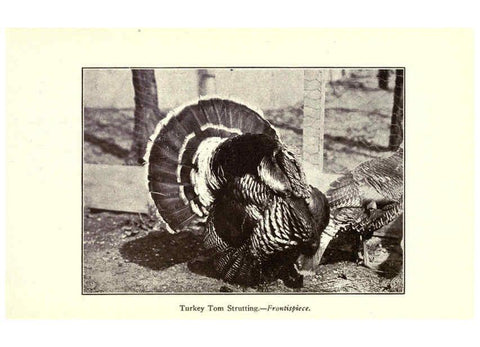 Reproducción/Reproduction 6005499652: Turkey raising New York,Orange Judd publishing company; [etc., etc.]1922