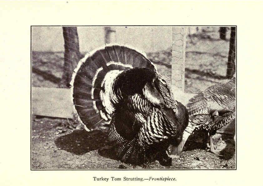Reproducción/Reproduction 6005499652: Turkey raising New York,Orange Judd publishing company; [etc., etc.]1922