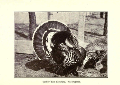 Reproducción/Reproduction 6005499652: Turkey raising New York,Orange Judd publishing company; [etc., etc.]1922