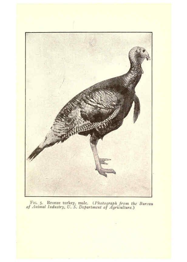 Reproducción/Reproduction 6005500954: Turkey raising New York,Orange Judd publishing company; [etc., etc.]1922