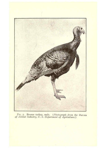 Reproducción/Reproduction 6005500954: Turkey raising New York,Orange Judd publishing company; [etc., etc.]1922