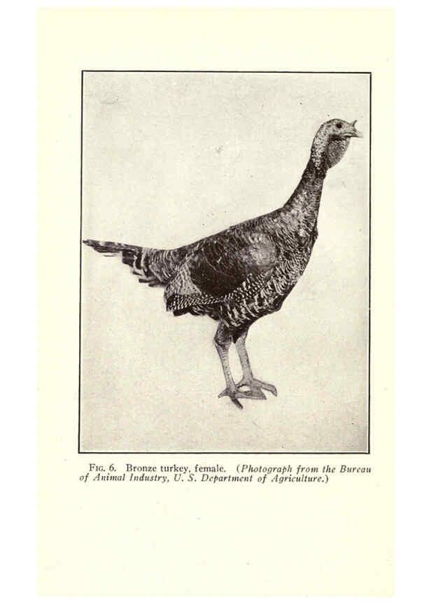 Reproducción/Reproduction 6005501230: Turkey raising New York,Orange Judd publishing company; [etc., etc.]1922