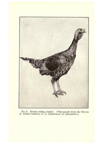 Reproducción/Reproduction 6005501230: Turkey raising New York,Orange Judd publishing company; [etc., etc.]1922