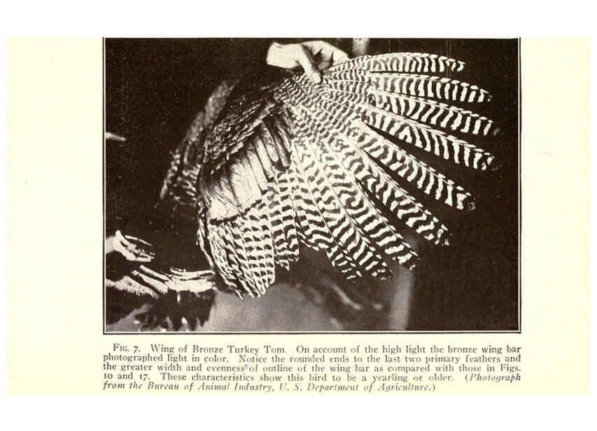 Reproducción/Reproduction 6004956093: Turkey raising New York,Orange Judd publishing company; [etc., etc.]1922