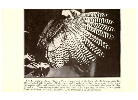 Reproducción/Reproduction 6004956093: Turkey raising New York,Orange Judd publishing company; [etc., etc.]1922