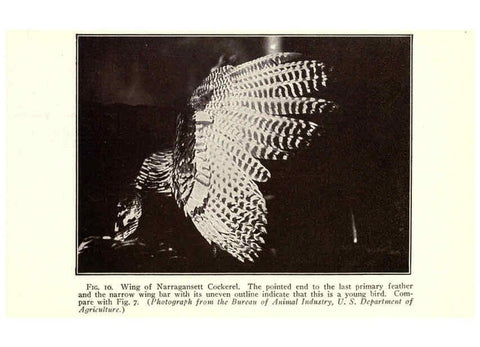Reproducción/Reproduction 6004956917: Turkey raising New York,Orange Judd publishing company; [etc., etc.]1922