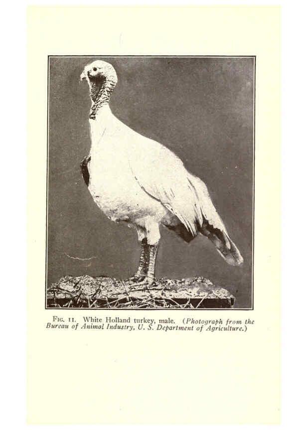 Reproducción/Reproduction 6004957277: Turkey raising New York,Orange Judd publishing company; [etc., etc.]1922