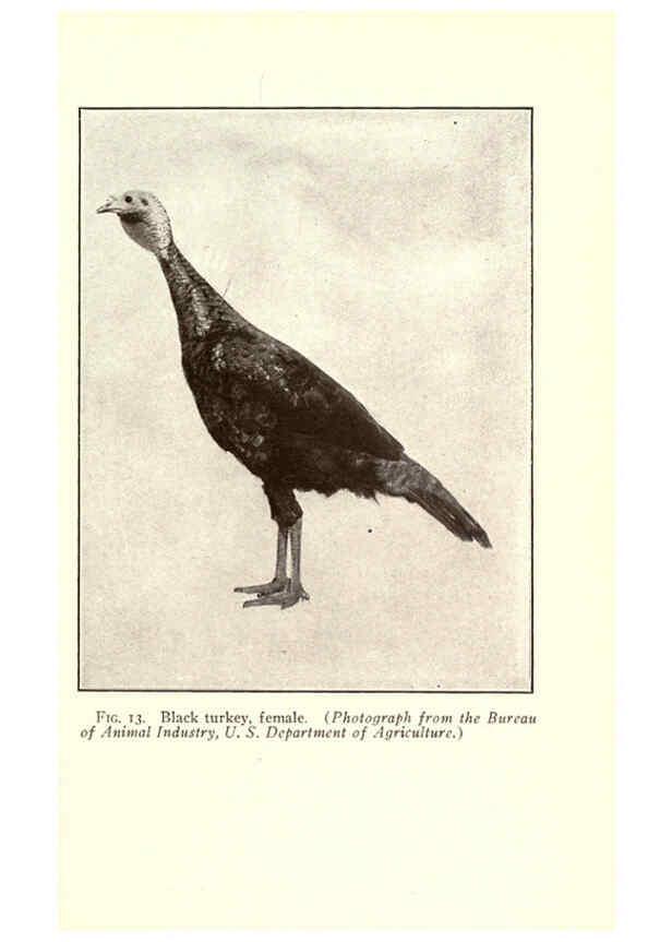 Reproducción/Reproduction 6005503170: Turkey raising New York,Orange Judd publishing company; [etc., etc.]1922