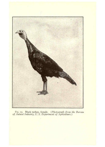Reproducción/Reproduction 6005503170: Turkey raising New York,Orange Judd publishing company; [etc., etc.]1922