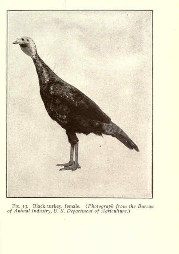 Reproducción/Reproduction 6005503170: Turkey raising New York,Orange Judd publishing company; [etc., etc.]1922