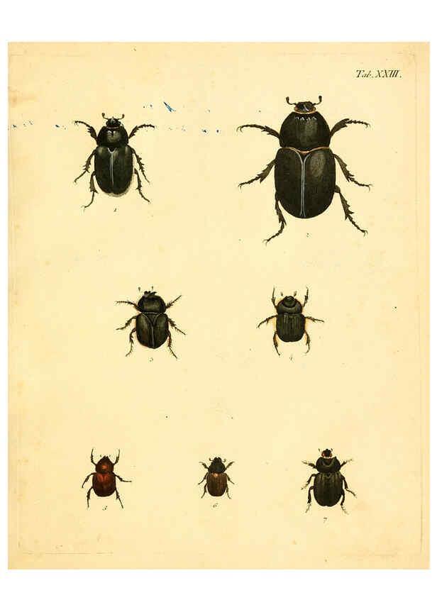 Reproducción/Reproduction 6008236517: Abbildungen zu Karl Illiger's Uebersetzung von Olivier's Entomologie plates Nürnberg :Gedruckt auf Kosten des Herausgebers,1802-1803