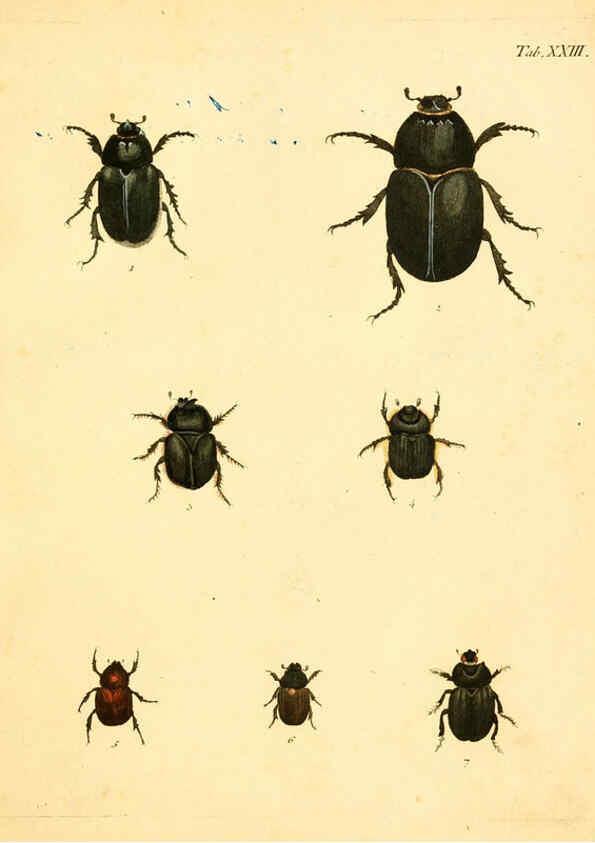 Reproducción/Reproduction 6008236517: Abbildungen zu Karl Illiger's Uebersetzung von Olivier's Entomologie plates Nürnberg :Gedruckt auf Kosten des Herausgebers,1802-1803