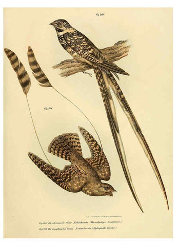 Reproducción/Reproduction 6005219965: Bilder-atlas zur Wissenschaftlich-populären Naturgeschichte der Vögel in ihren sämmtlichen Hauptformen Wien,K.K. Hof und Staatsdruckerei,1864