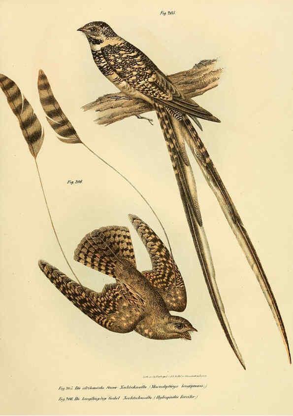 Reproducción/Reproduction 6005219965: Bilder-atlas zur Wissenschaftlich-populären Naturgeschichte der Vögel in ihren sämmtlichen Hauptformen Wien,K.K. Hof und Staatsdruckerei,1864