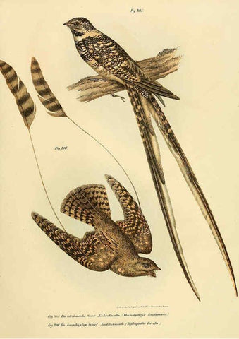 Reproducción/Reproduction 6005219965: Bilder-atlas zur Wissenschaftlich-populären Naturgeschichte der Vögel in ihren sämmtlichen Hauptformen Wien,K.K. Hof und Staatsdruckerei,1864
