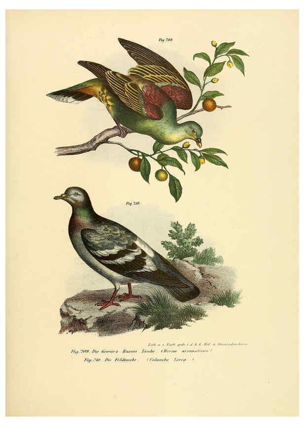 Reproducción/Reproduction 6005220555: Bilder-atlas zur Wissenschaftlich-populären Naturgeschichte der Vögel in ihren sämmtlichen Hauptformen Wien,K.K. Hof und Staatsdruckerei,1864
