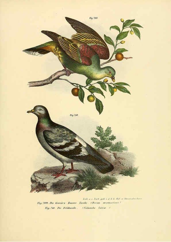 Reproducción/Reproduction 6005220555: Bilder-atlas zur Wissenschaftlich-populären Naturgeschichte der Vögel in ihren sämmtlichen Hauptformen Wien,K.K. Hof und Staatsdruckerei,1864