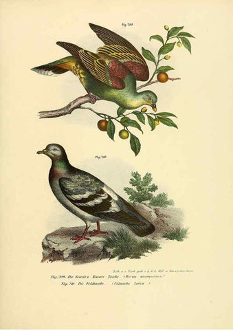 Reproducción/Reproduction 6005220555: Bilder-atlas zur Wissenschaftlich-populären Naturgeschichte der Vögel in ihren sämmtlichen Hauptformen Wien,K.K. Hof und Staatsdruckerei,1864