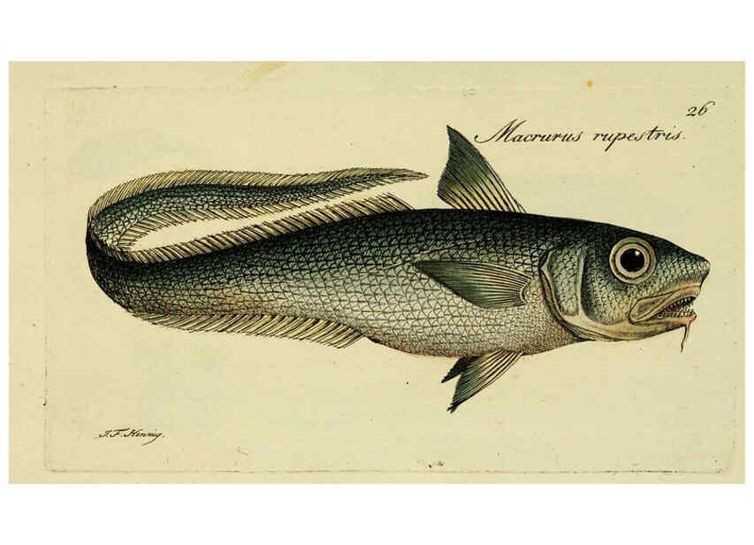 Reproducción/Reproduction 6006015006: M.E. Blochii ... Systema ichthyologiae iconibus CX illustratum v.2 Berolini :Sumtibus auctoris impressum et Bibliopolio Sanderiano commissum,1801