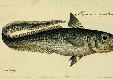 Reproducción/Reproduction 6006015006: M.E. Blochii ... Systema ichthyologiae iconibus CX illustratum v.2 Berolini :Sumtibus auctoris impressum et Bibliopolio Sanderiano commissum,1801