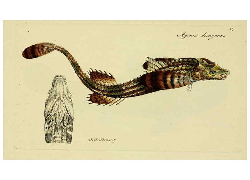Reproducción/Reproduction 6006015386: M.E. Blochii ... Systema ichthyologiae iconibus CX illustratum v.2 Berolini :Sumtibus auctoris impressum et Bibliopolio Sanderiano commissum,1801
