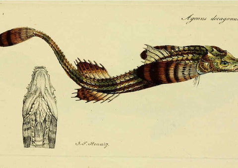 Reproducción/Reproduction 6006015386: M.E. Blochii ... Systema ichthyologiae iconibus CX illustratum v.2 Berolini :Sumtibus auctoris impressum et Bibliopolio Sanderiano commissum,1801