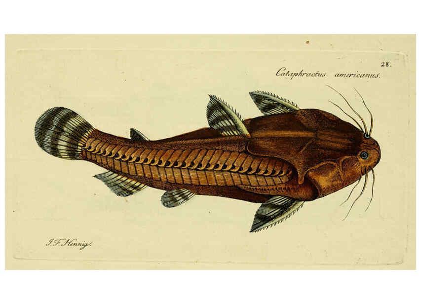 Reproducción/Reproduction 6006015692: M.E. Blochii ... Systema ichthyologiae iconibus CX illustratum v.2 Berolini :Sumtibus auctoris impressum et Bibliopolio Sanderiano commissum,1801