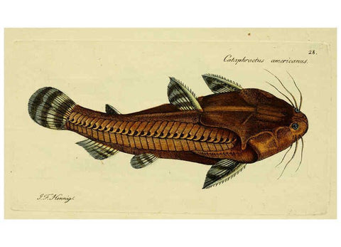 Reproducción/Reproduction 6006015692: M.E. Blochii ... Systema ichthyologiae iconibus CX illustratum v.2 Berolini :Sumtibus auctoris impressum et Bibliopolio Sanderiano commissum,1801