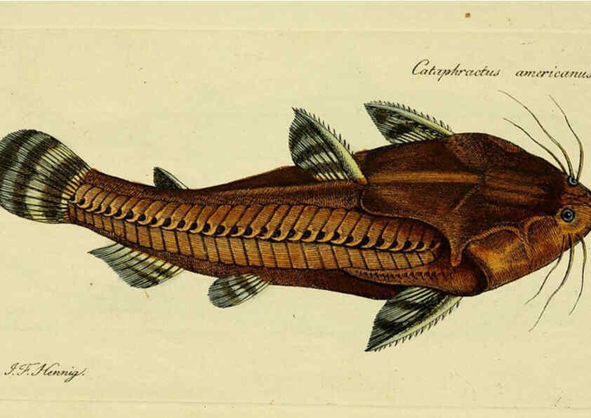 Reproducción/Reproduction 6006015692: M.E. Blochii ... Systema ichthyologiae iconibus CX illustratum v.2 Berolini :Sumtibus auctoris impressum et Bibliopolio Sanderiano commissum,1801