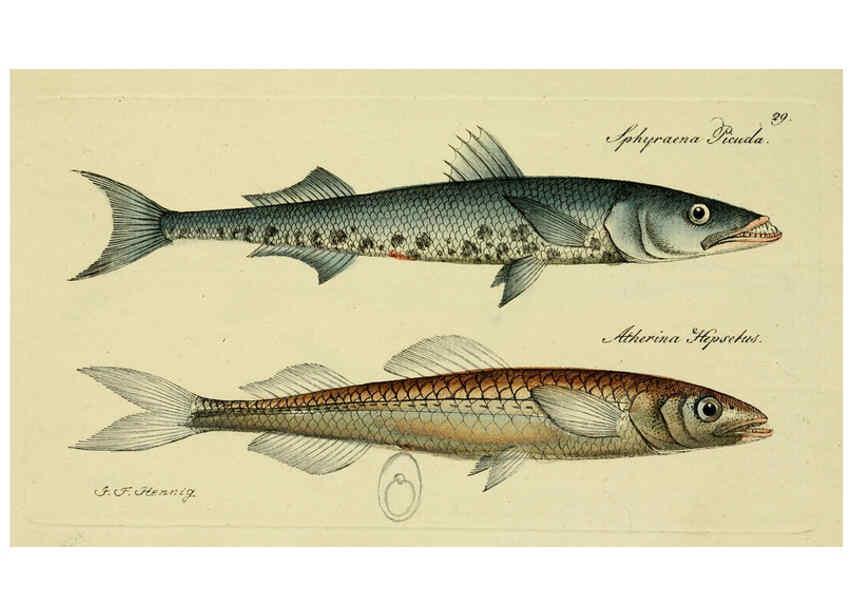 Reproducción/Reproduction 6006015934: M.E. Blochii ... Systema ichthyologiae iconibus CX illustratum v.2 Berolini :Sumtibus auctoris impressum et Bibliopolio Sanderiano commissum,1801