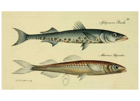 Reproducción/Reproduction 6006015934: M.E. Blochii ... Systema ichthyologiae iconibus CX illustratum v.2 Berolini :Sumtibus auctoris impressum et Bibliopolio Sanderiano commissum,1801