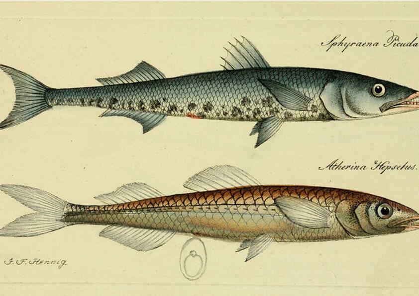 Reproducción/Reproduction 6006015934: M.E. Blochii ... Systema ichthyologiae iconibus CX illustratum v.2 Berolini :Sumtibus auctoris impressum et Bibliopolio Sanderiano commissum,1801