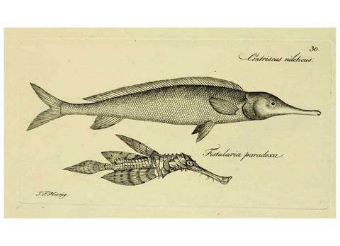 Reproducción/Reproduction 6005473429: M.E. Blochii ... Systema ichthyologiae iconibus CX illustratum v.2 Berolini :Sumtibus auctoris impressum et Bibliopolio Sanderiano commissum,1801