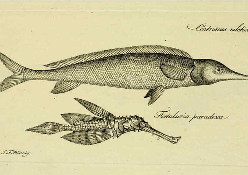 Reproducción/Reproduction 6005473429: M.E. Blochii ... Systema ichthyologiae iconibus CX illustratum v.2 Berolini :Sumtibus auctoris impressum et Bibliopolio Sanderiano commissum,1801