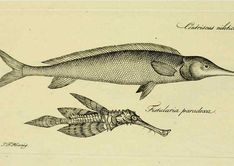 Reproducción/Reproduction 6005473429: M.E. Blochii ... Systema ichthyologiae iconibus CX illustratum v.2 Berolini :Sumtibus auctoris impressum et Bibliopolio Sanderiano commissum,1801