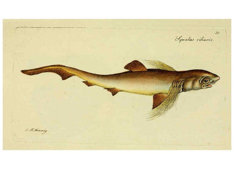 Reproducción/Reproduction 6005473659: M.E. Blochii ... Systema ichthyologiae iconibus CX illustratum v.2 Berolini :Sumtibus auctoris impressum et Bibliopolio Sanderiano commissum,1801