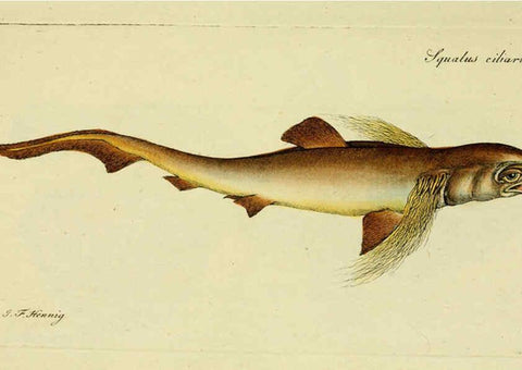 Reproducción/Reproduction 6005473659: M.E. Blochii ... Systema ichthyologiae iconibus CX illustratum v.2 Berolini :Sumtibus auctoris impressum et Bibliopolio Sanderiano commissum,1801