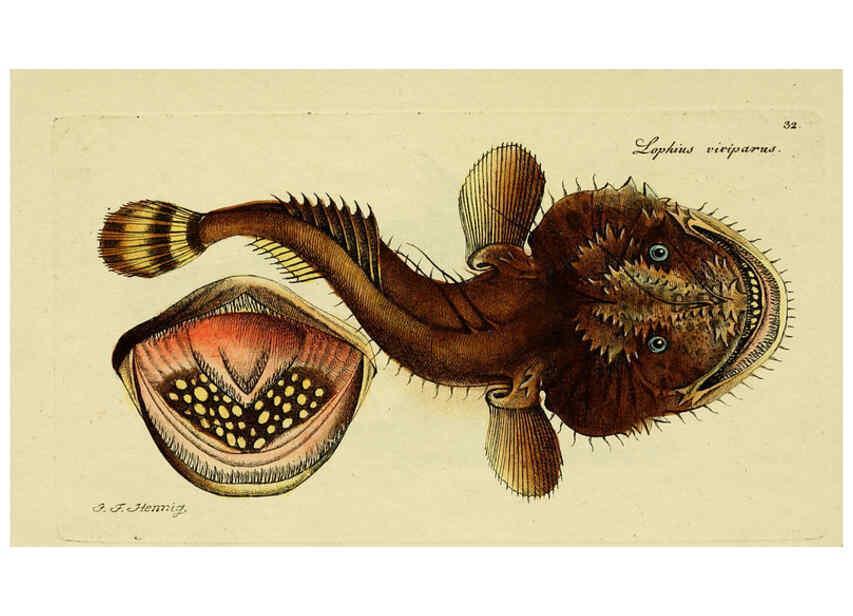 Reproducción/Reproduction 6005473915: M.E. Blochii ... Systema ichthyologiae iconibus CX illustratum v.2 Berolini :Sumtibus auctoris impressum et Bibliopolio Sanderiano commissum,1801
