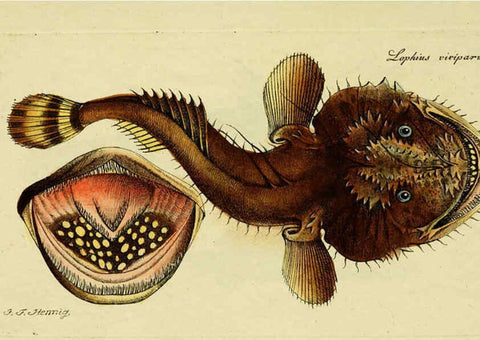 Reproducción/Reproduction 6005473915: M.E. Blochii ... Systema ichthyologiae iconibus CX illustratum v.2 Berolini :Sumtibus auctoris impressum et Bibliopolio Sanderiano commissum,1801