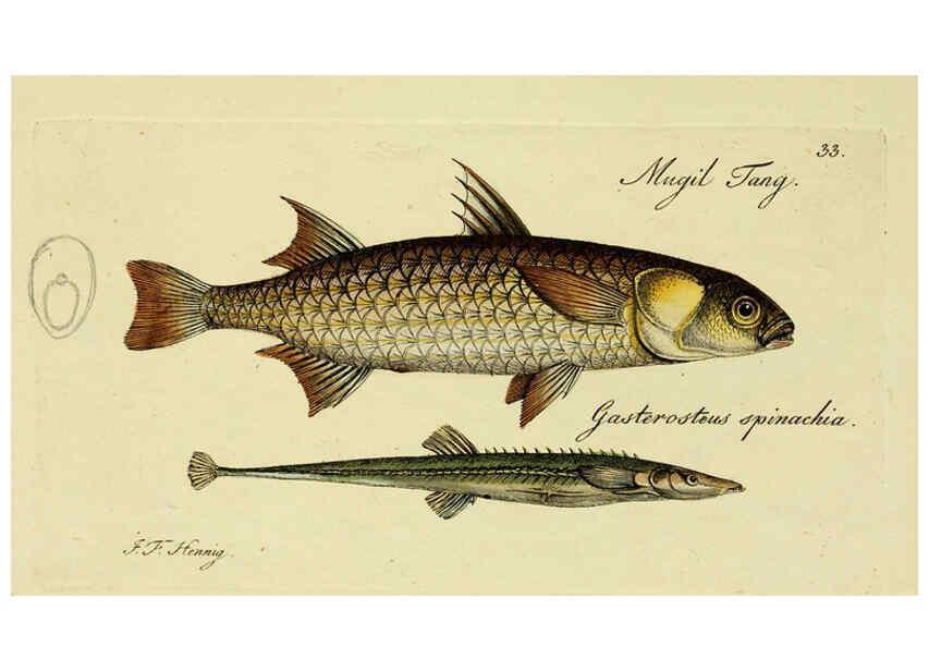 Reproducción/Reproduction 6005474279: M.E. Blochii ... Systema ichthyologiae iconibus CX illustratum v.2 Berolini :Sumtibus auctoris impressum et Bibliopolio Sanderiano commissum,1801