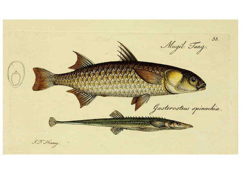 Reproducción/Reproduction 6005474279: M.E. Blochii ... Systema ichthyologiae iconibus CX illustratum v.2 Berolini :Sumtibus auctoris impressum et Bibliopolio Sanderiano commissum,1801