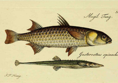 Reproducción/Reproduction 6005474279: M.E. Blochii ... Systema ichthyologiae iconibus CX illustratum v.2 Berolini :Sumtibus auctoris impressum et Bibliopolio Sanderiano commissum,1801