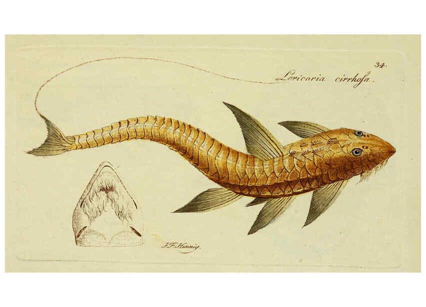 Reproducción/Reproduction 6005474549: M.E. Blochii ... Systema ichthyologiae iconibus CX illustratum v.2 Berolini :Sumtibus auctoris impressum et Bibliopolio Sanderiano commissum,1801