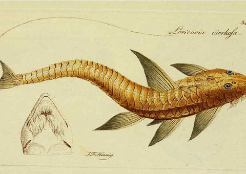 Reproducción/Reproduction 6005474549: M.E. Blochii ... Systema ichthyologiae iconibus CX illustratum v.2 Berolini :Sumtibus auctoris impressum et Bibliopolio Sanderiano commissum,1801