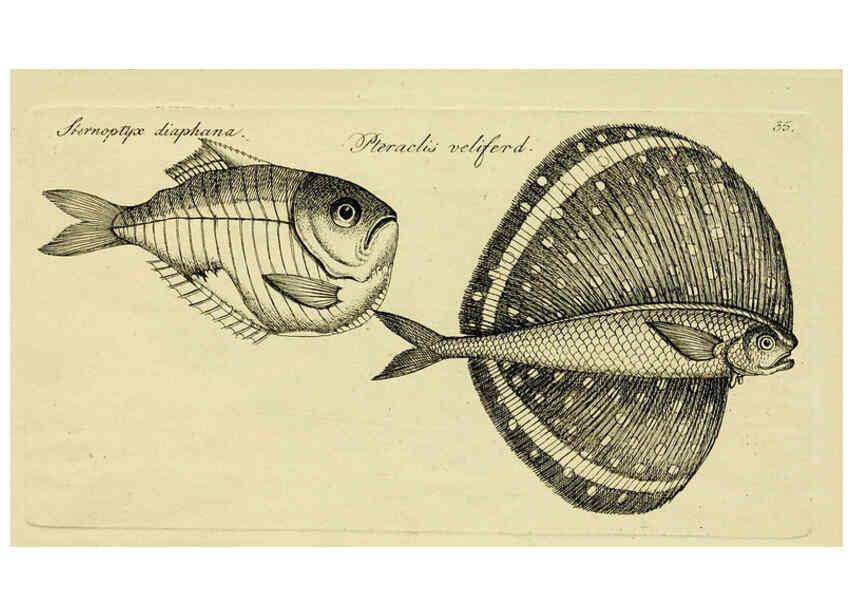 Reproducción/Reproduction 6005474861: M.E. Blochii ... Systema ichthyologiae iconibus CX illustratum v.2 Berolini :Sumtibus auctoris impressum et Bibliopolio Sanderiano commissum,1801